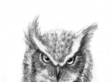 Owl Express