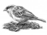 The Blind Sparrow